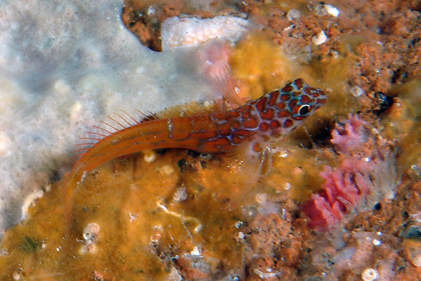 Lipophrys nigriceps (Bavosa rossa)